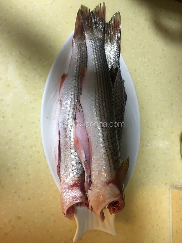 梭鱼头较瘦无肉，用剪刀从鳃处把鱼头剪掉。