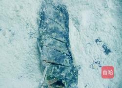 黄河戈亚鱼的做法图解2