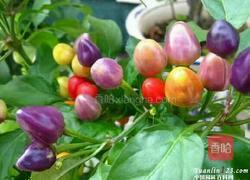 酱油泡七彩椒的做法图解1