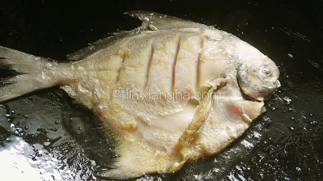 鱼身俩面煎透至黄色。开小火。