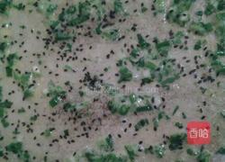 早餐鸡蛋饼的做法图解13