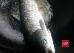 红烧全鱼的做法图解3