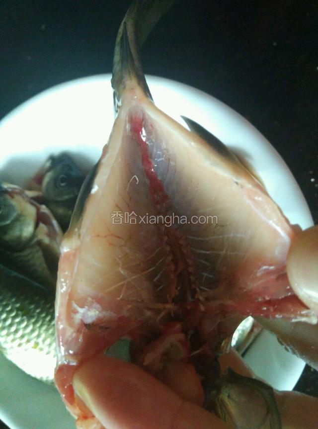 鱼腹内部的黑膜一定要撕干净，否则炖出来的鱼汤会又腥又苦。