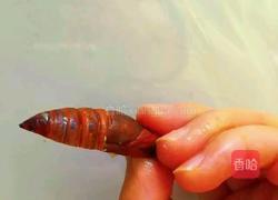 干煸蚕蛹的做法图解4