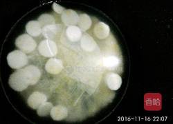 红枣山药粥的做法图解3