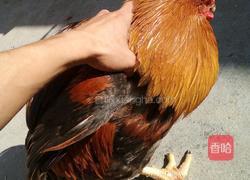 清远白切鸡的做法图解1