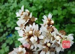 纯手工枇杷露的做法图解1