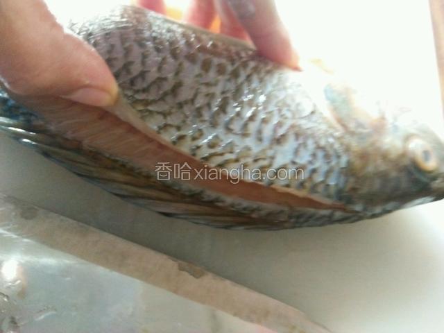 腌制好后用刀沿着鱼背须切一条缝，不要切透哟。
