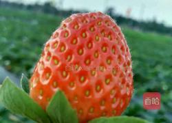 草莓圣诞老公公的做法图解1