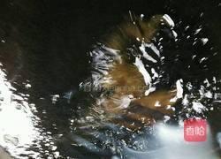 冬瓜烧鸡的做法图解6