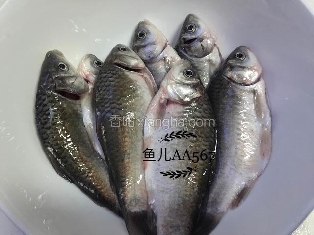 鲫鱼去腮、刮鳞、去内脏（要把鱼肚子里侧黑色的膜去掉）。