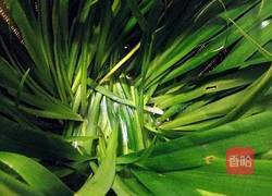 家庭版自制豆豉的做法图解7