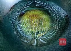 西芹炒香干的做法图解2