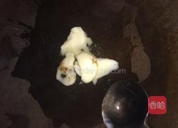 炝炒花菜的做法图解1