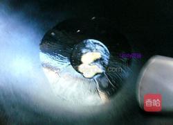 鱼饼碗仔面的做法图解3