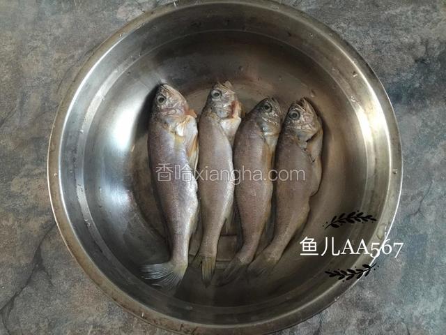 黄花鱼去腮去内脏，将表面一层薄薄的鱼鳞也清理干净，洗净沥干水份。