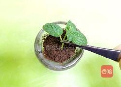 巧克力小盆栽的做法图解7