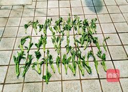 四川冲菜的做法图解1