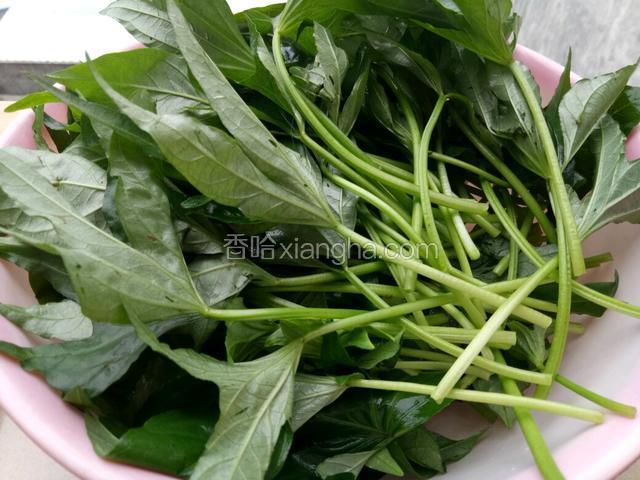 红薯叶摘好
