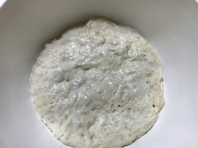 发酵好的种面团表面有明显的孔洞。