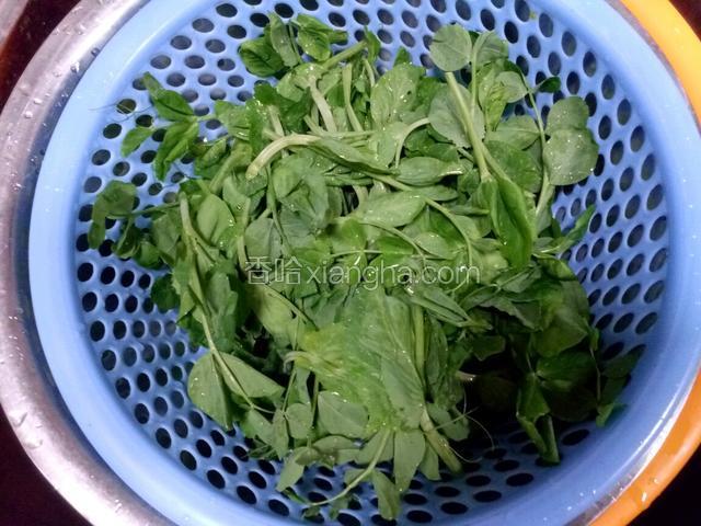 豌豆苗摘好，洗净。