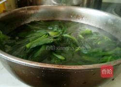 蒜蓉菠菜的做法图解2