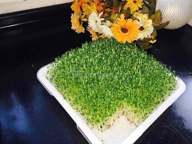 芽苗菜小油菜