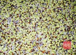 芽苗菜小油菜的做法图解2