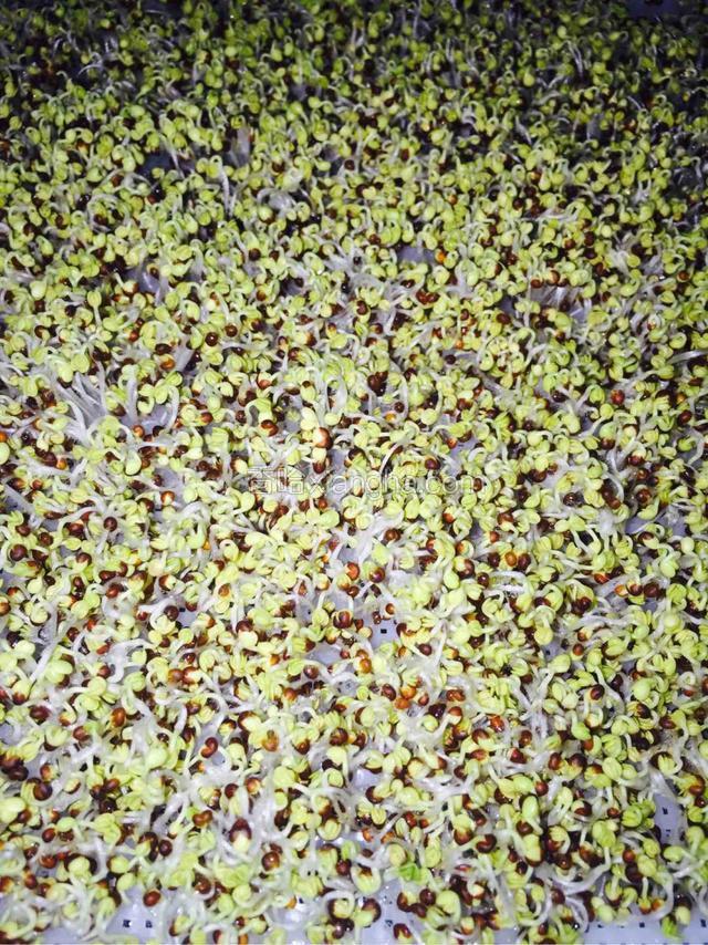 每天喷水3～5次 两天的催芽期