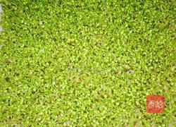 芽苗菜小油菜的做法图解3