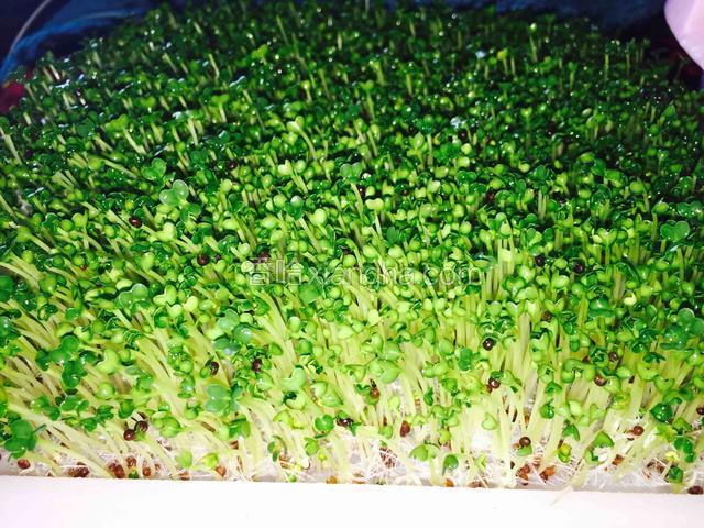 天气好温度高时 芽苗长得很快
