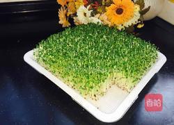 芽苗菜小油菜的做法图解6