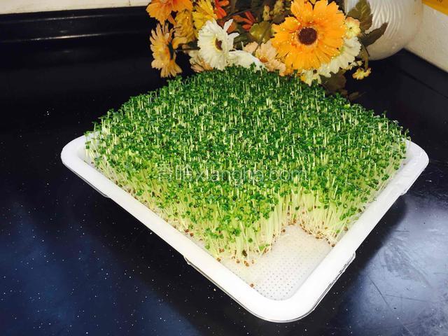 一盘很嫩的爽口的芽苗菜就好了