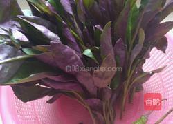 辣椒炒紫背菜的做法图解1