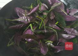 辣椒炒紫背菜的做法图解6