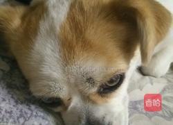 家庭版三汁焖锅的做法图解10