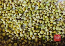 松柳芽苗菜的做法图解3