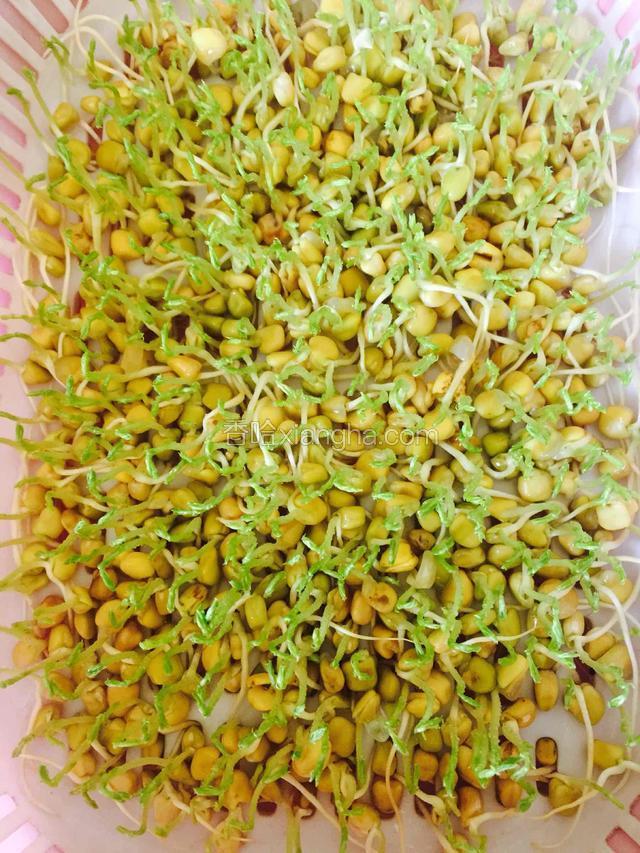等根和芽都发出来后（芽2厘米）左右 可以去掉上面盖的东西 盘子下面开始蓄水