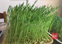 松柳苗拌干豆腐丝的做法图解1