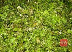 荠菜水饺的做法图解1