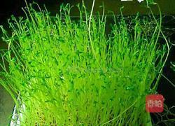 芽苗菜白菜肉馅的做法图解6