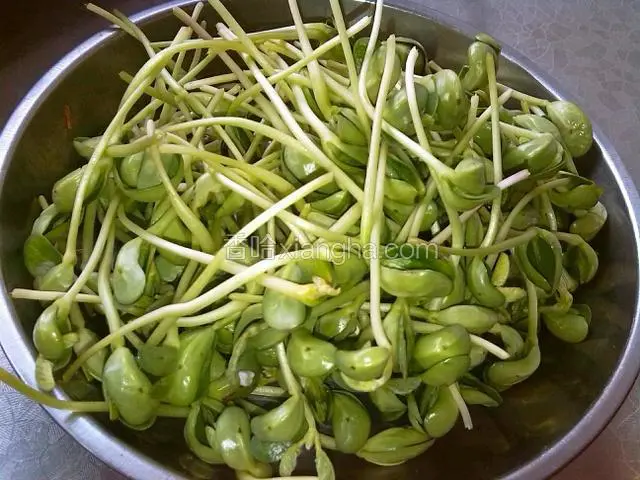 豆苗摘去根
