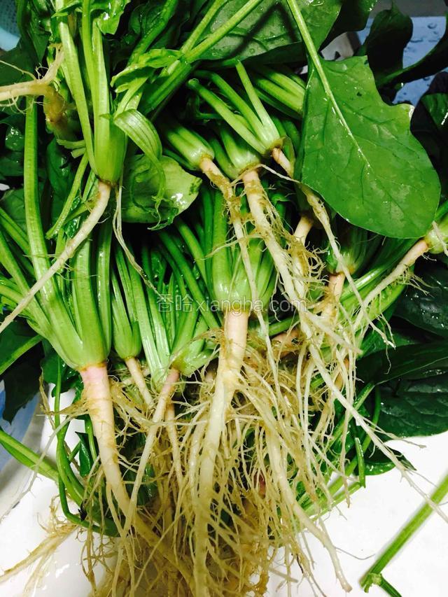 新鲜菠菜，去头泡洗干净。