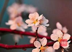 桃花面包的做法图解14