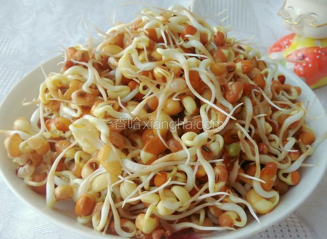 发豇豆芽