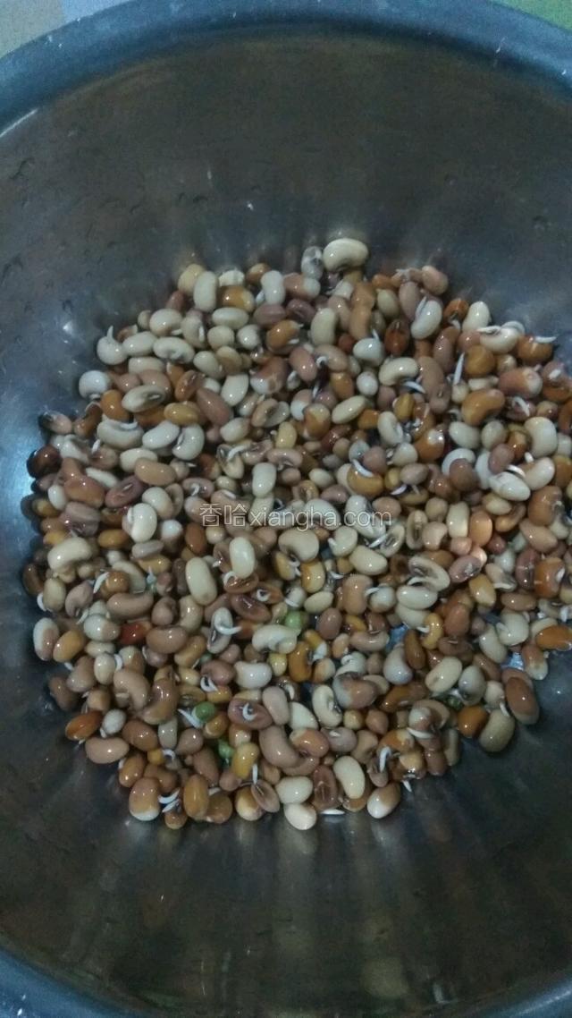 十二小时过后，豇豆芽冒出来了。在倒入盆内适量水，泡二分钟，让豇豆芽吸饱水分，然后把水倒出来。这样每天三到五次。
