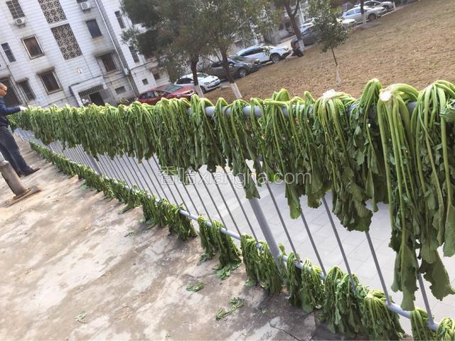 将菜釆回来，放太阳下晾晒