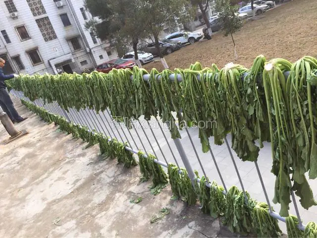 将菜釆回来，放太阳下晾晒