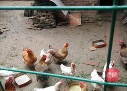 蚝油鸡的做法图解1