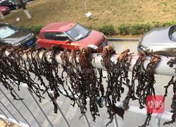 自制梅干菜的做法图解4